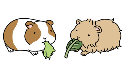 Obraz na płótnie Canvas 2匹のモルモットが野菜を食べているイラスト