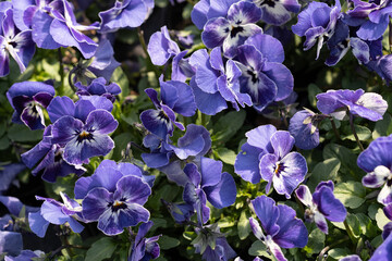 Pansy violets, spring blossoming. Top view