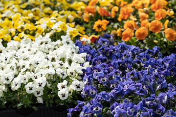 Mix color pansy violets, spring bloom. White, yellow, orange and purple flowers
