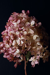 beautiful large dry hydrangea flower on a dark background close-up. shabby chic, rustic style. simple flat composition