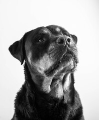 Un gran ejemplar de perro rottweiler hembra para proteccion