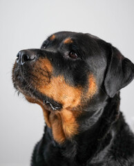 Obraz premium Un gran ejemplar de perro rottweiler hembra para proteccion