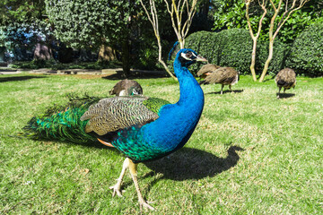 Fototapeta premium Luxurious boy peacock close-up in free range and his flock in the background