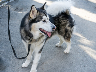 Alaskan Malamute dog on a leash on the street