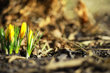 White and yellow crocuses in the country in the spring. Bright spring flowers. Fresh joyous plants bloomed. The young sprouts.