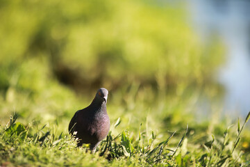 A bird relaxes in a pond on a lake on a Sunny day. Water lilies are swaying in the background.
