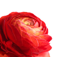 Naklejka premium Beautiful fresh ranunculus flower isolated on white