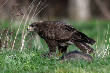 Mäusebussard (Buteo buteo) frisst an Kadaver // Common buzzard eats a dead mammal