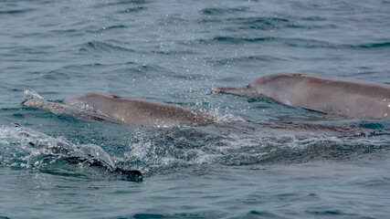 Playfull Dolphins in Kisite in Diani