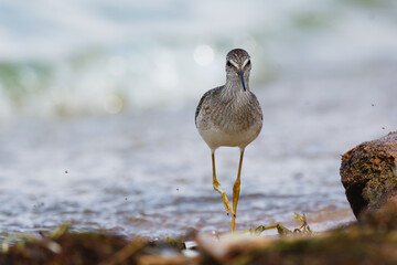 A shorebird walking across a sandy beach 