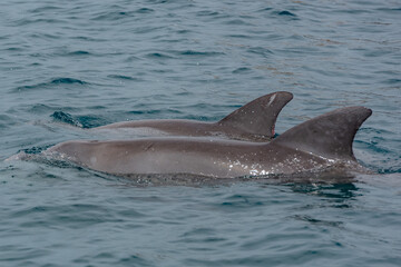 Playfull Dolphins in Kisite in Diani