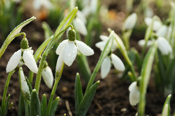 Beautiful snowdrops covered with dew outdoors. Early spring flowers