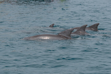 Fototapeta premium Playfull Dolphins in Kisite in Diani