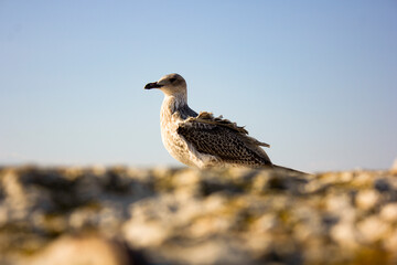 Close-Up Of Seagull Against Blurred Background