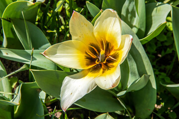 Tulipe Albion Star en gros plan