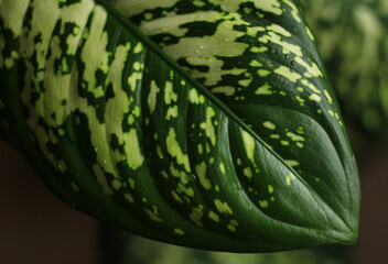 dark leaf of the indoor dieffenbachia flower with light spots