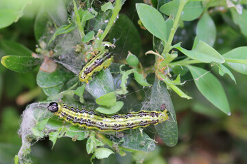 Box tree moth Cydalima perspectalis caterpillars in the garden on common box. The box tree caterpillars quickly destroy entire shrubs in the gardens.
