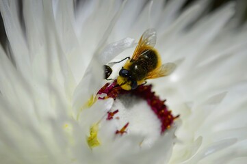 closeup of yellow fruit fly on white flower