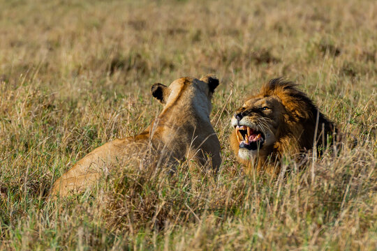 Dual Lions, Male and female