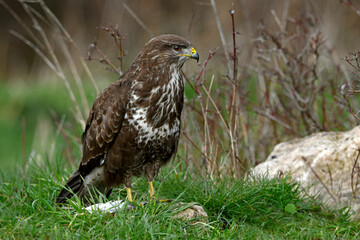 Mäusebussard // Common buzzard (Buteo buteo) 