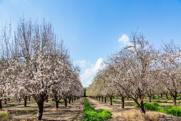 Picturesque alley of flowering almond trees