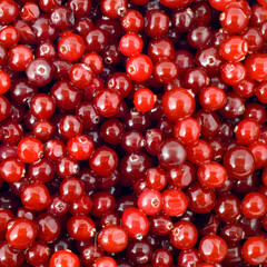 cranberry,cowberry berry background