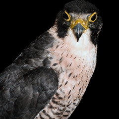 Eagle Head