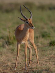 A Male waterbuck in the wild
