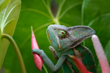 Close-Up of a Veiled chameleon perched on a flower, Indonesia