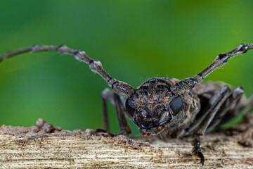 Longhorn beetle on branches with green leaf bokeh backdrop.