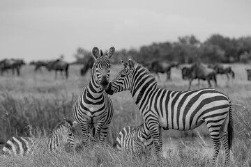 Dual Zebras playing