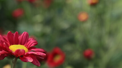 Selective focus image. Colorful chrysanthemum flower bloom in the farm On a blurred background