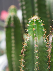 Cactus tree green trunk has sharp spikes around blooming in Plastic pots