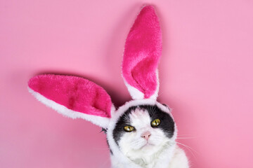 Funny cat with rabbit ears on a pink background.