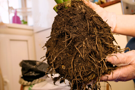 Roots of a large houseplant in a woman's gloved hands