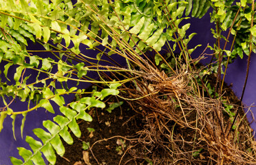 Roots and leaves of indoor houseplant fern in a bucket of soil