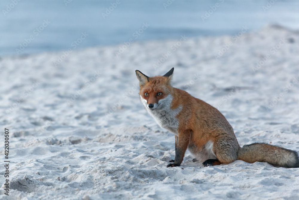 Canvas Prints Rotfuchs, Vulpes vulpes, am Darßer Weststrand, Nationalpark Vorpommersche Boddenlandschaft, Mecklenburg Vorpommern, Deutschland