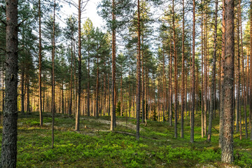 Pine green trees forest nature landscape