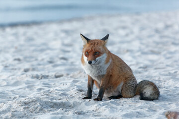 Rotfuchs, Vulpes vulpes, am Darßer Weststrand, Nationalpark Vorpommersche Boddenlandschaft, Mecklenburg Vorpommern, Deutschland