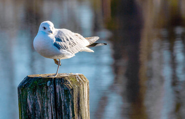 Seagull on the rock