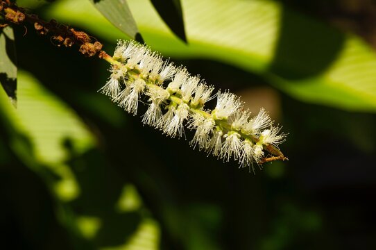 Melaleuca cajuputi flower, commonly known as cajuput