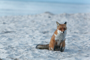 Rotfuchs, Vulpes vulpes, am Darßer Weststrand, Nationalpark Vorpommersche Boddenlandschaft, Mecklenburg Vorpommern, Deutschland