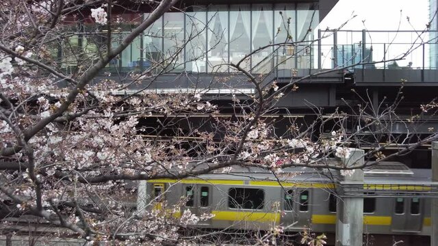 東京都千代田区五番町の市ヶ谷駅周辺の桜と電車