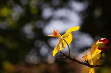 Orange flower pistil with bokeh background