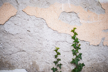 old wall surface with crumbling plaster. Grunge cement background. The dilapidated facade of the house with damaged plaster. Abstract copy space. Green ivy leaves on gray dirty cement surface