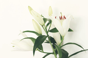 beautiful white fresh lily flower close up