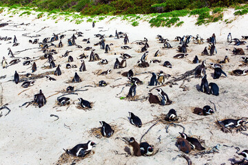 Fototapeta premium Large flock of spectacled penguins