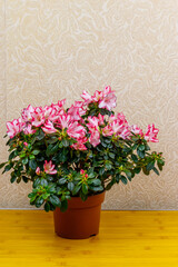 Blooming pink azalea in flower pot on a table