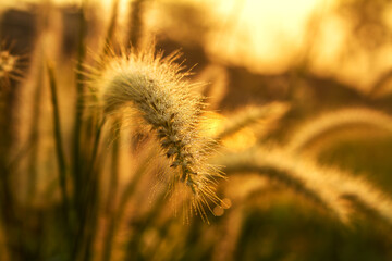 close up of grass