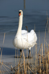 WROCLAW, POLAND - FEBRUARY 22, 2021: Mute swan on a frozen lake. The Milicz Ponds (Polish: Stawy Milickie). Nature Reserve in Barycz Valley Landscape Park, Poland, Europe. - obrazy, fototapety, plakaty